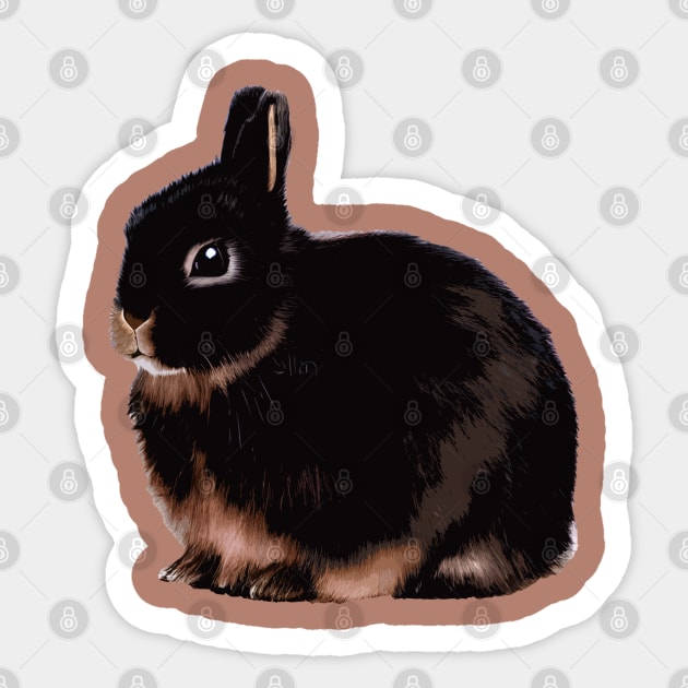 Black otter netherland dwarf rabbit sale